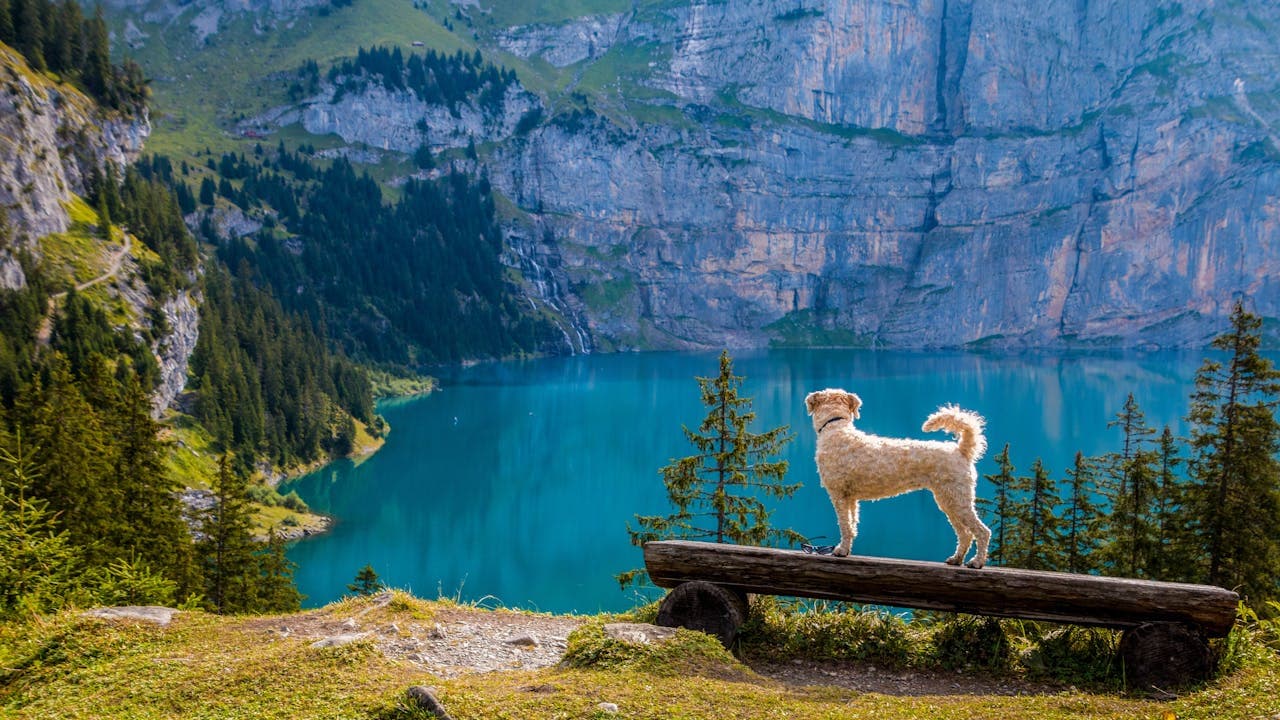Who Gets the Dog After a Breakup? Answers to Common Questions About Pet Custody